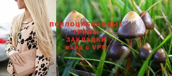индика Абаза